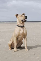 Fototapeten Hund sitzt am Strand in der Sonne © monicaclick