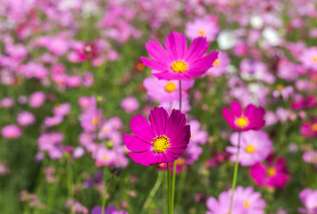 Obraz na płótnie Canvas pink cosmos flowers blooming in the garden.