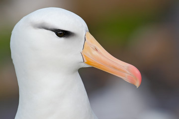 White Black-browed albratros, Thalassarche melanophris, beautiful detail portrait of sea bird, Falkland Island