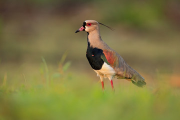 Southern Lapwing, Vanellus chilensis, water exotic bird during sunrise, Pantanal, Brazil