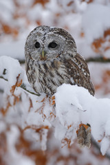 Naklejka premium Eurasian Tawny Owl siting on the orange oak branch with snow