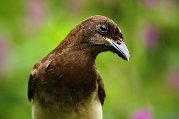 Brown Jay, Cyanocorax morio, portrait of bird from green Costa Rica forest, violet flower in the background