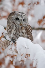 Bird Tawny owl sitting on orange oak branch with snow during cold winter
