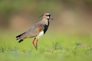 Southern Lapwing, Vanellus chilensis, water exotic bird during sunrise, Pantanal, Brazil