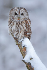 Tawny Owl snow covered in snowfall during winter