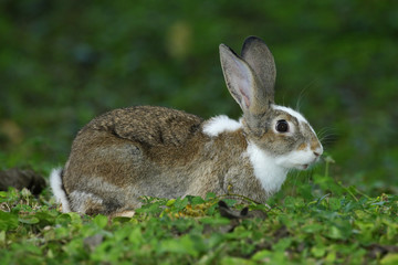 Young rabbit sitting with log ears in natural habitat, green grass