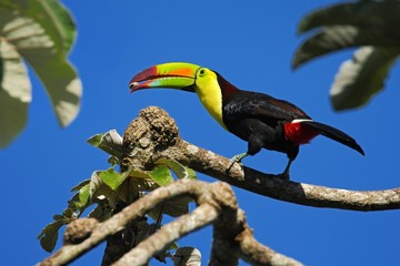Bird with big bill Keel-billed Toucan, Ramphastos sulfuratus, with food in beak, in habitat with...