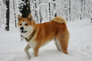 Beautiful dog in the snow
