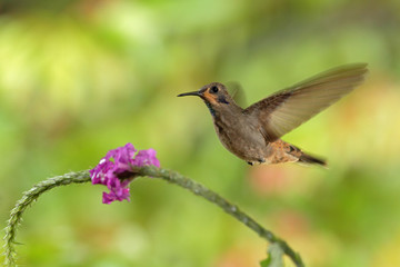 Fototapeta na wymiar Hummingbird Brown Violet-ear, Colibri delphinae, flying next to beautiful pink flower, nice flowered orange green background, Costa Rica