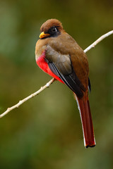 Masked Trogon, Trogon personatus, red and brown bird in the nature habitat, Bellavista, Ecuador