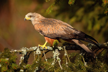 Black Kite, Milvus migrans, brown bird of prey sitting larch tree branch, animal in the habitat