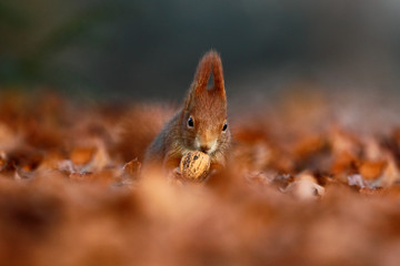 Cute red squirrel with long pointed ears eats a nut in autumn orange scene with nice deciduous forest in the background