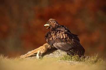 Bird of prey Golden Eagle (Aquila chrysaetos) with kill red fox on stone - photo with nice blurred orange autumn forest in the background