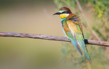 The Bee-eater sunbathe