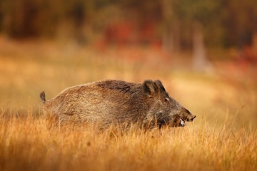 Big Wild boar, Sus scrofa, running in the grass meadow, red autumn forest in background, Germany