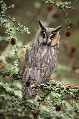 Long-eared Owl sitting on the branch in the fallen larch forest during autumn