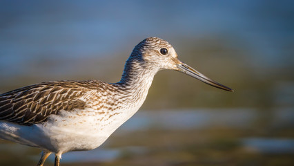 The Portrait of Greenshank