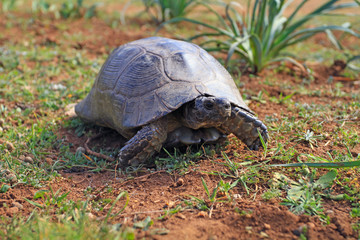 testuggine marginata