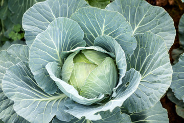 Obraz premium cabbage in the garden
