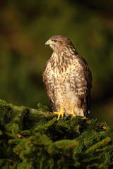 Bird of prey Common Buzzard, Buteo buteo, sitting on coniferous spruce tree branch