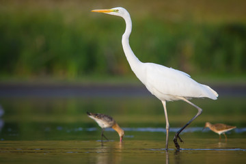 The Shorebirds and the Egret