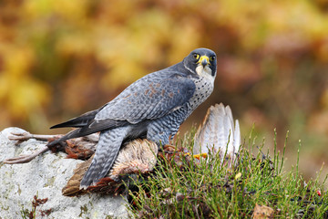 Bird of prey Peregrine Falcon feeding kill pheasant on the rock with yellow autumn background in the background
