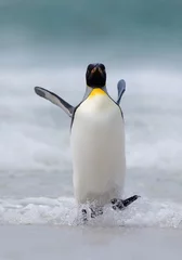 Foto op Plexiglas Pinguïn Grote koningspinguïn springt uit het blauwe water terwijl hij door de oceaan zwemt op Falkland Island