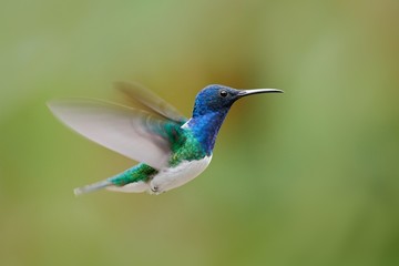 Flying blue and white hummingbird White-necked Jacobin, Florisuga mellivora, from Colombia, clear green background