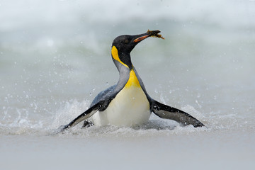 Fototapeta na wymiar Big King penguin jumps out of the blue water while swimming through the ocean in Falkland Island