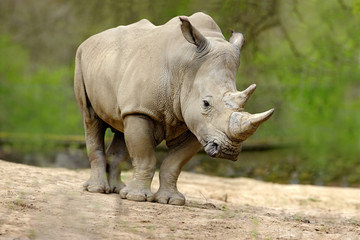 White rhinoceros, Ceratotherium simum, with big horn, Africa