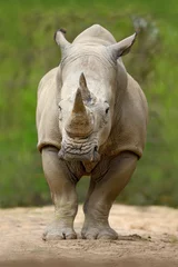 Papier Peint photo autocollant Rhinocéros Rhinocéros blanc, Ceratotherium simum, avec grande corne, dans l& 39 habitat naturel, Tanzanie, Afrique