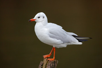 Black-headed Gull, Chroicocephalus ridibundus, in the dark water, bird with red biil and legs, Italy