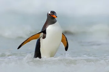 Photo sur Aluminium Pingouin Gentoo penguin jumps out of the blue water while swimming through the ocean in Falkland Island, bird in the nature sea habitat