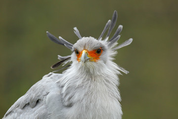 Secretary Bird, Sagittarius serpentarius, Portrait of nice grey bird of prey with orange face, Botswana, Africa