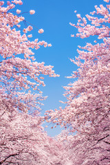 Fototapeta premium Kirschblüten vor blauem Himmel als Hintergrund im Hochformat