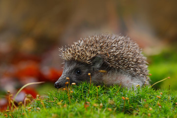 West European Hedgehog in green moss with orange background during autumn © ondrejprosicky