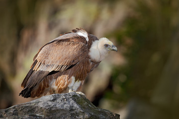 Bird Eurasian Griffon Vulture, Gyps fulvus, sitting on the stone, rock mountain, Spain