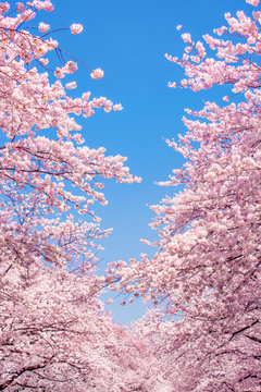 Fototapeta Wiśniowe kwiaty na tle błękitnego nieba jako tło w formacie pionowym