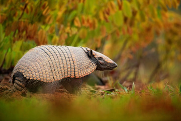 Southern Naked-tailed Armadillo, Cabassous unicinctus, strange rare animal with shell in the nature habitat, Pantanal, Brazil