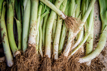 Pile of raw dirty leek