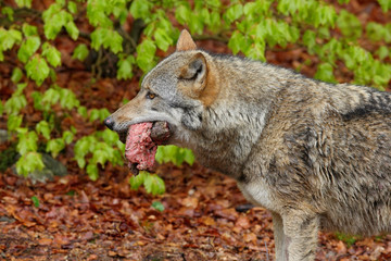Naklejka na ściany i meble Gray wolf, Canis lupus, portrait with stuck out tongue, in the spring light green leaves forest