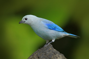 Blue-gray Tanager, exotic tropic blue bird form Panama