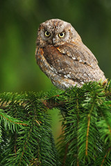 Common Scops Owl, Otus scops, little owl in the nature habitat, sitting on the green spruce tree branch, forest in the background, Spain