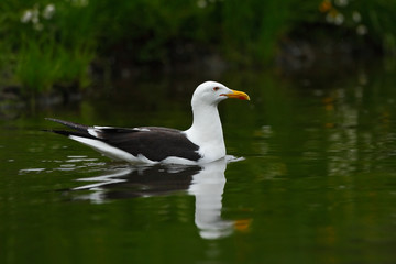 Kelp Gull, Larus dominicanus, water bird, Finland