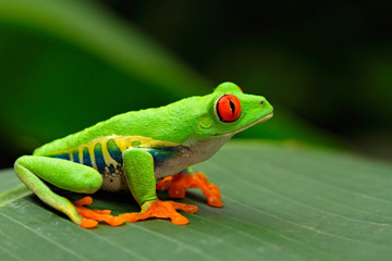 Red-eyed Tree Frog, Agalychnis callidryas, Costa Rica