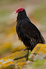 Turkey vulture, Cathartes aura, Ugly black bird  sitting on yellow moss stone, Falkland Islands