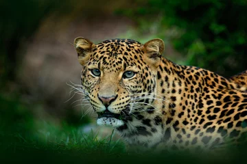 Fototapeten Javan leopard, Panthera pardus melas, portrait of cat © ondrejprosicky