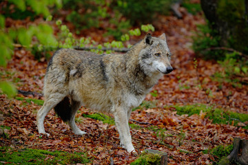 Obraz premium Gray wolf, Canis lupus, in the spring light green leaves forest