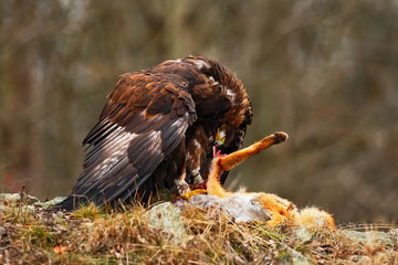 Golden Eagle, Aquila chrysaetos, bird of prey with kill red fox on stone, photo with blurred orange autumn forest in the background, Norway