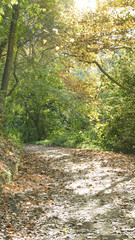 Camino en el bosque de Collserola, Barcelona